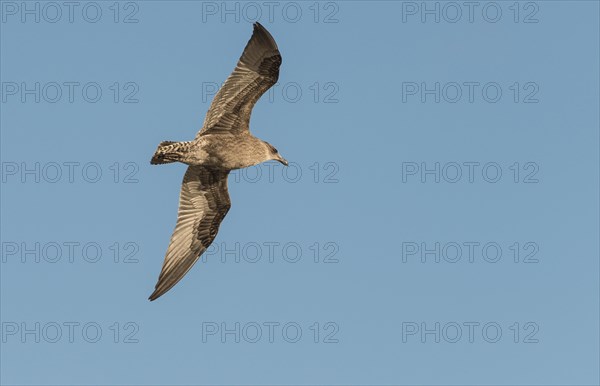 Kelp gull