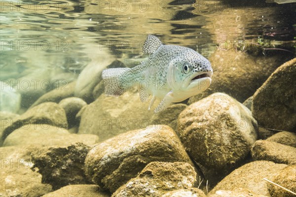 Rainbow trout