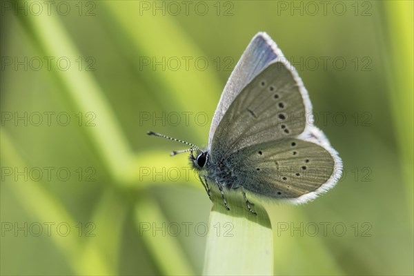 Small blue butterfly