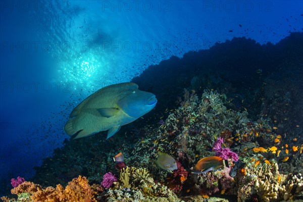 Humphead wrasse