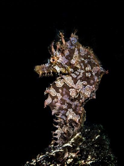 Short-snouted seahorse