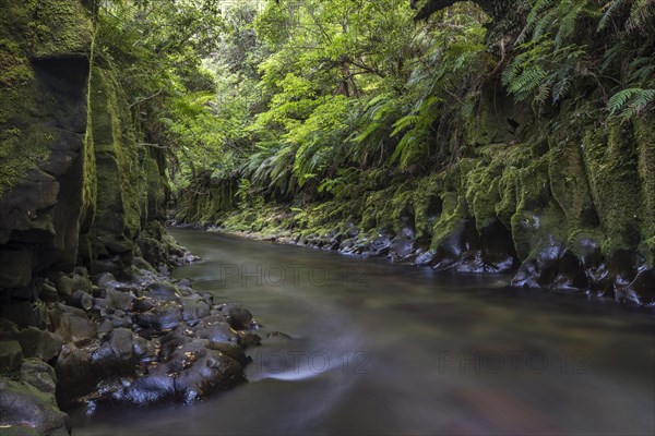 River running through Te Whaiti Nui Toi Canyon