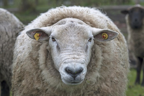 Texel sheep