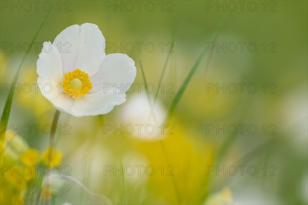 Snowdrop anemone