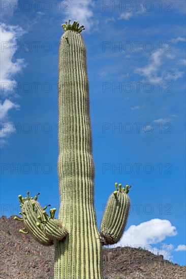 Saguaro Cactus