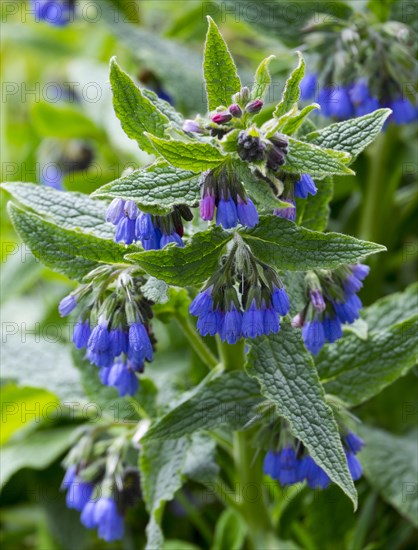 Blue flowering prickly comfrey