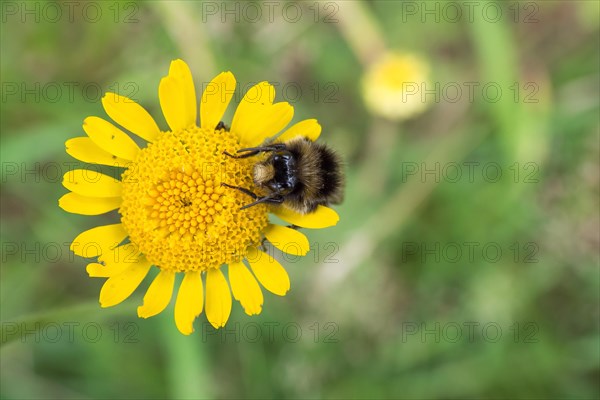 Large earth bumblebee