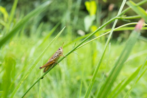 Meadow grasshopper