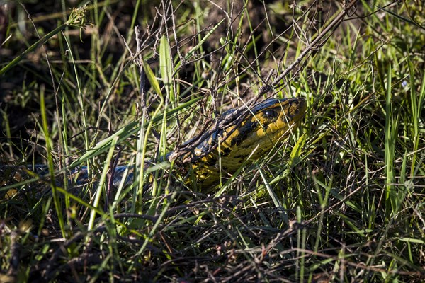 Yellow anaconda