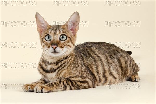 Breedcat Toyger