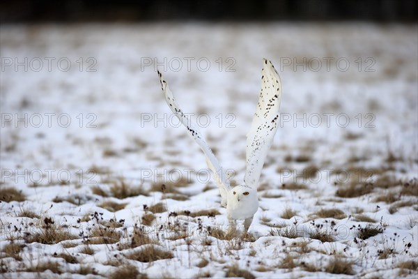 Snowy Owl