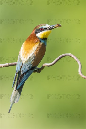 European bee-eater