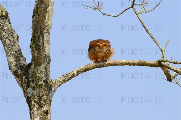 Burrowing owl