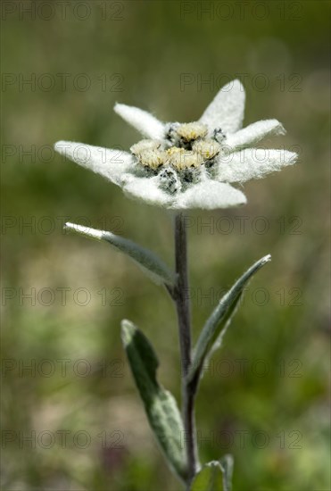 Alpine Edelweiss