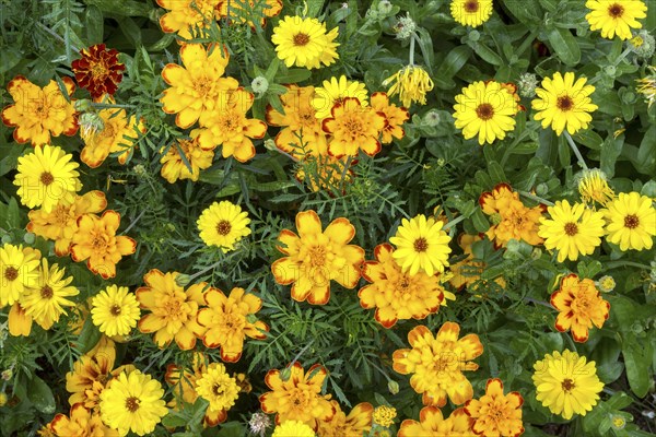 Yellow marigold