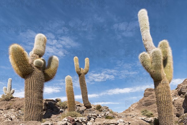 Isla Incahuasi with centuries-old cacti