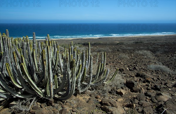 Canary Island spurge