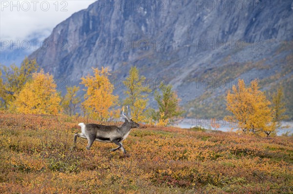 Reindeer