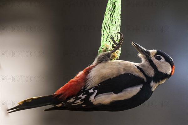 Great Spotted Woodpecker