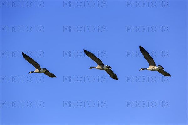 Canada geese