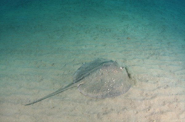 Round Ribbontail Ray