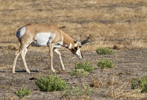 Pronghorn