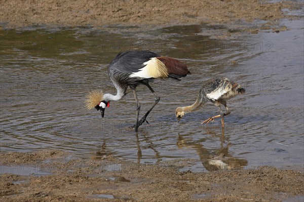 Grey Crowned Cranes