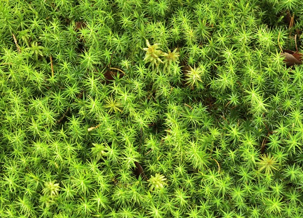 Polytrichum commune moss