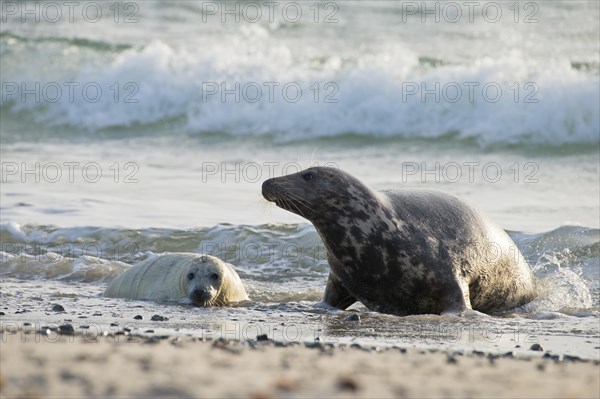 Grey seal