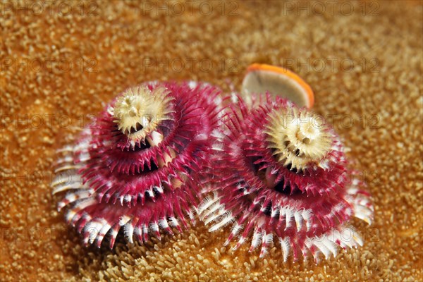 Christmas tree worm