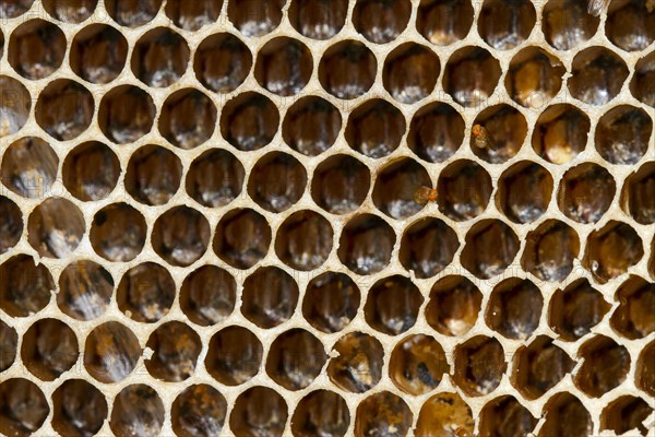 Honeycombs of wild bees