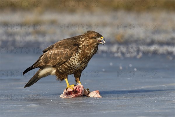 Buzzard