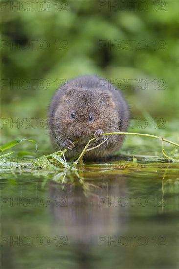 Water vole