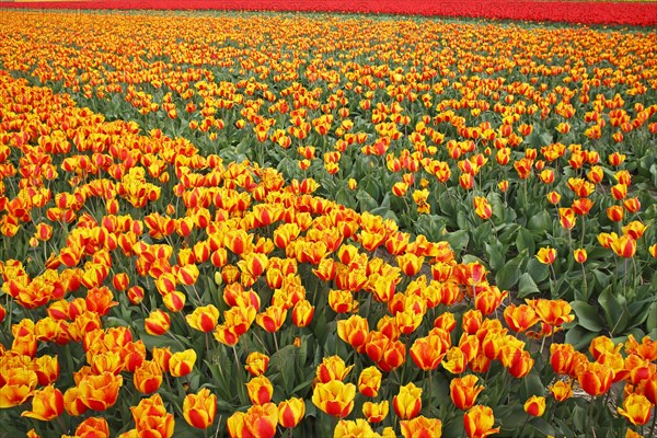 Blooming tulip field