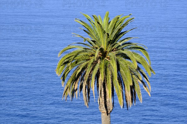 Canary Island date palm