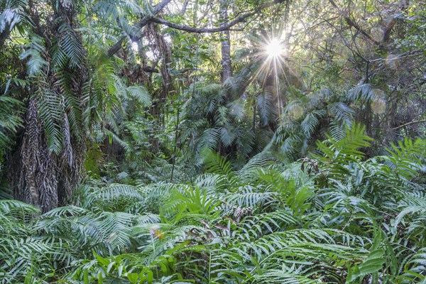 Jungle near lake Kuhiange