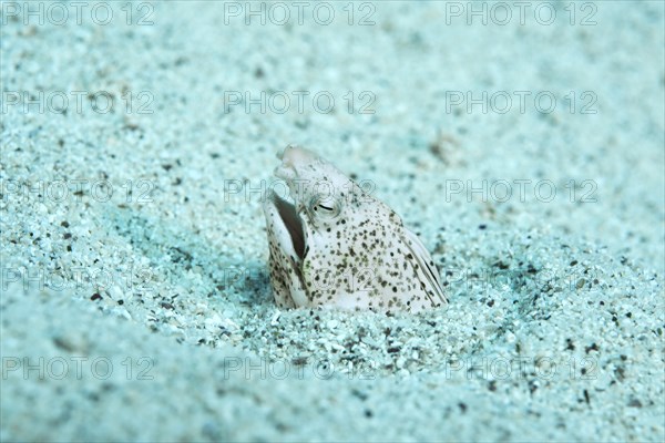 Marbled snake eel