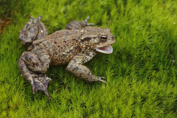 Common Toad