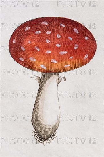 Fly Agaric