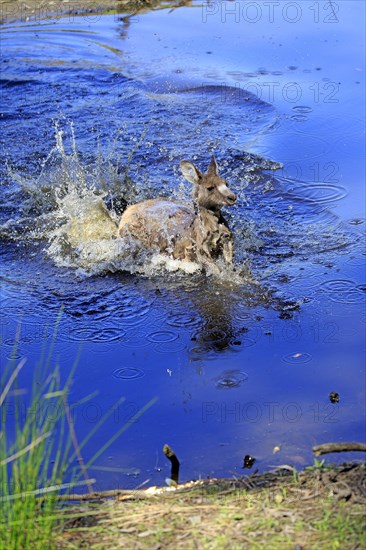 Eastern Gray Kangaroo