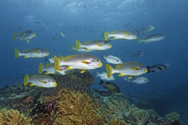 School of diagonal banded sweetlips