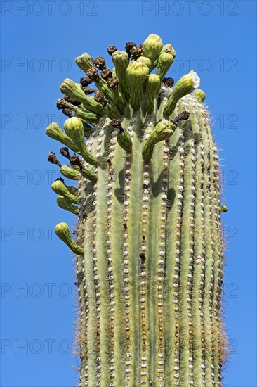 Saguaro Cactus