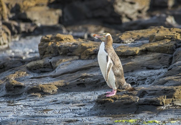 Yellow-eyed penguin