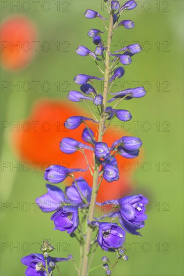 Larkspur