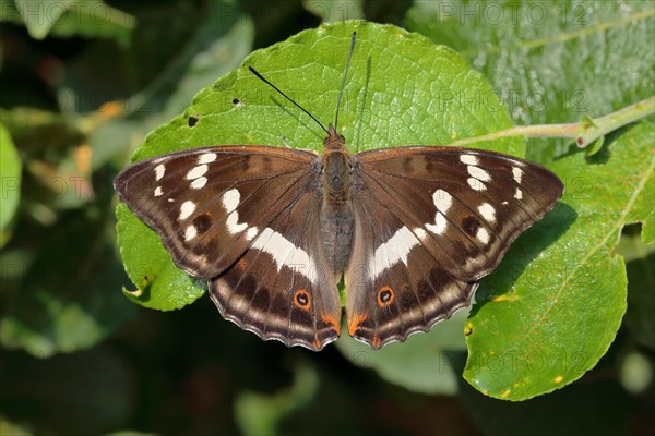 Purple Emperor