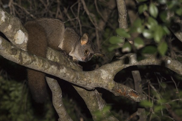 Brown greater galago