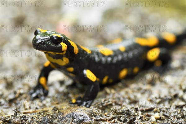 Fire salamander