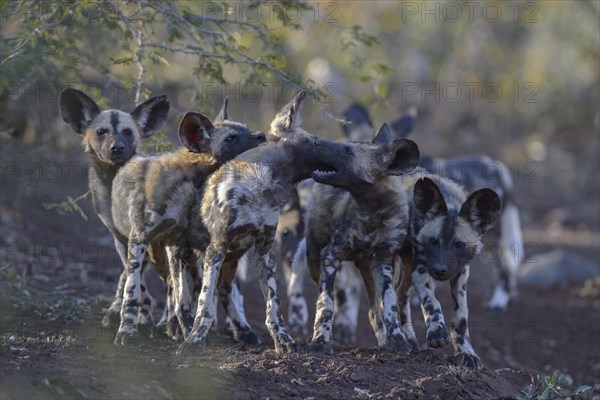 African wild dog