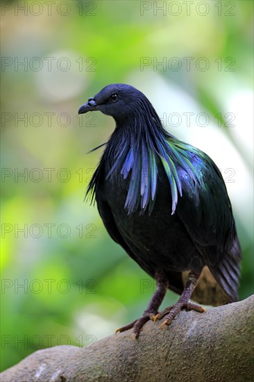 Nicobar Pigeon