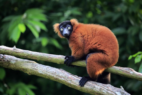 Red ruffed lemur